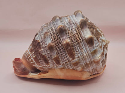 Select Bullmouth Cameo Helmet Shell 7x5x4 Display