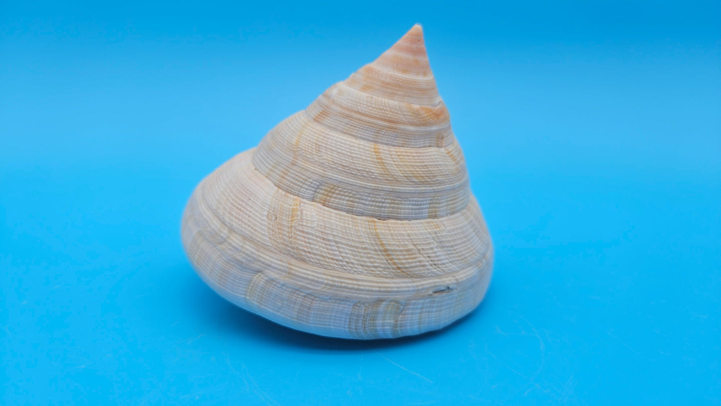 Rare Pleurotomaria hirasei Deep Sea Display Shell with Operculum – 3.9" Nautical Home Decor