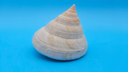 Rare Pleurotomaria hirasei Deep Sea Display Shell with Operculum – 3.9" Nautical Home Decor
