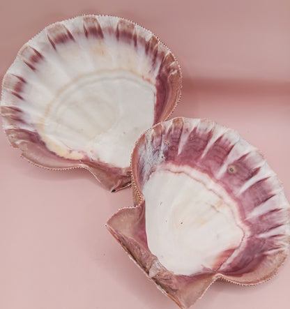 Natural Lion's Paw Seashell Pair – 5.0" x 5.2" – Coastal Display Accent