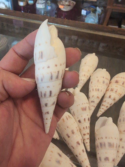 Marlin Spike Shell Terebra Maculata Grade B