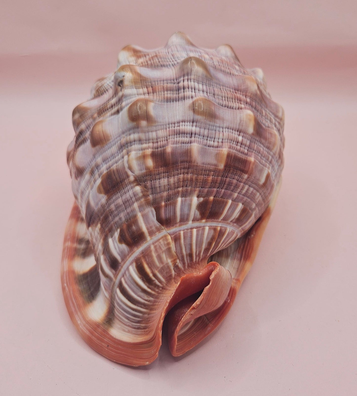 Select Bullmouth Cameo Helmet Shell 7x5x4 Display