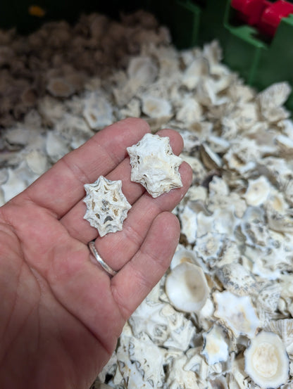 Star Limpet Shells - Cellana stellifera