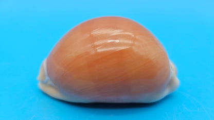 Golden Cowrie Shell – Lyncina aurantium – 3.2" Display Seashell