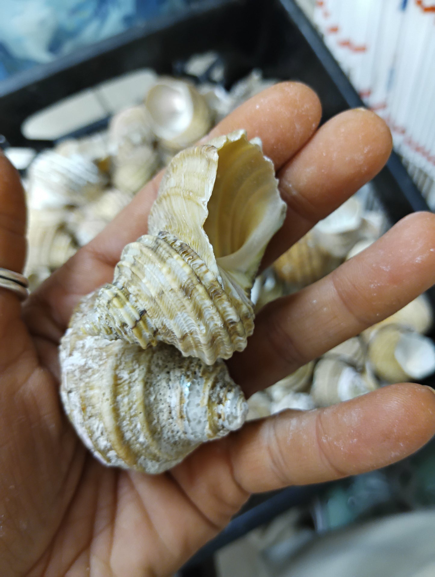 Natural Ribbed Turbo Shell