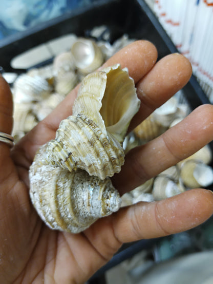 Natural Ribbed Turbo Shell