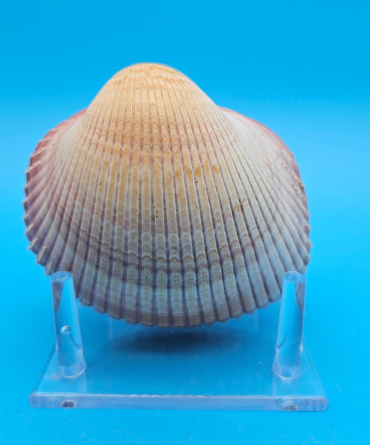 Pink Heart Cockle Display Shell – Premium Coastal Home Decor Specimen 4.8" (Maoricardium pseudolim)