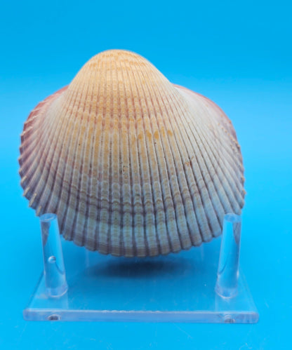 Pink Heart Cockle Display Shell – Premium Coastal Home Decor Specimen 4.8" (Maoricardium pseudolim)