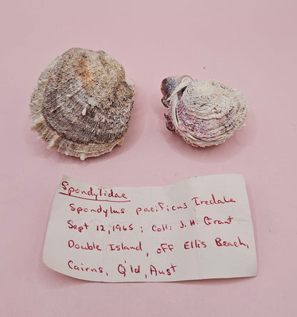 Specimen Spondylus Set with Documentation – Vintage 1965 Thorny Oyster Shells from Double Island, QLD