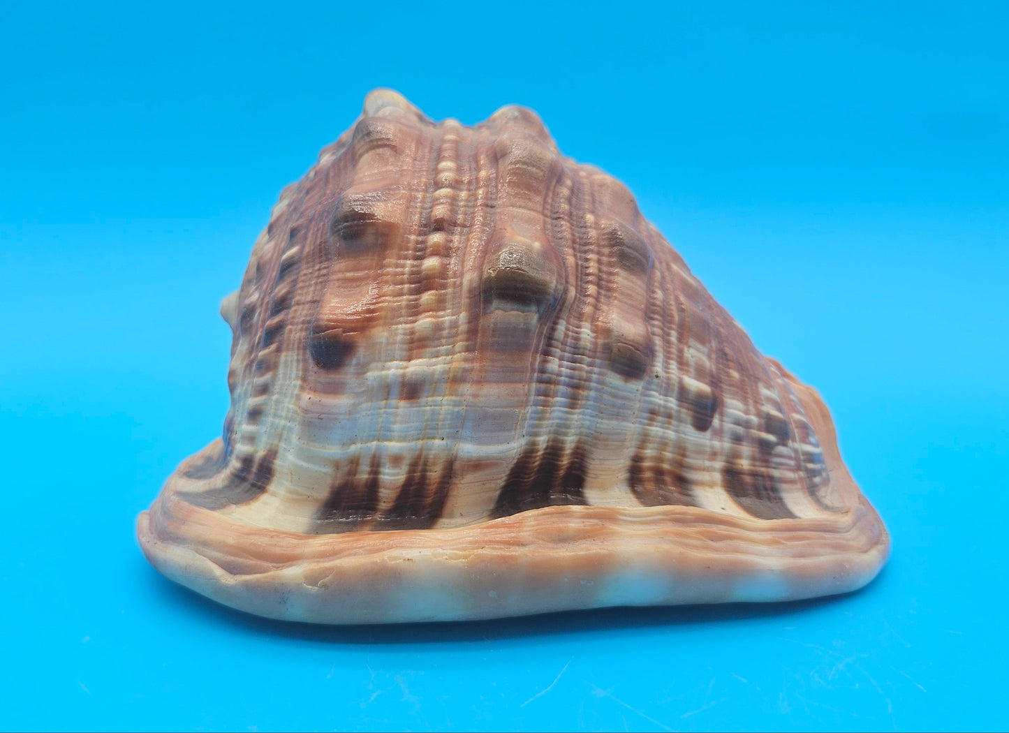 Select Bullmouth Cameo Helmet Shell 7x5x4 Display