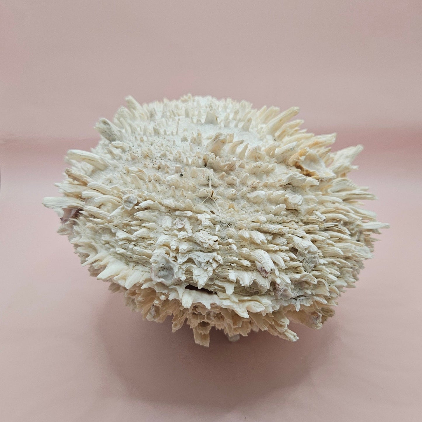 8" White Spondylus Shell with Natural Spikes – Coastal Textured Display Shell