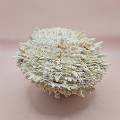 8" White Spondylus Shell with Natural Spikes – Coastal Textured Display Shell
