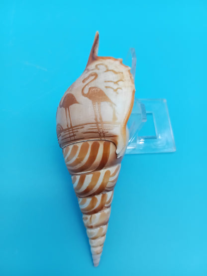 Carved Tibia Shell with Flamingo Scene – 4.8"