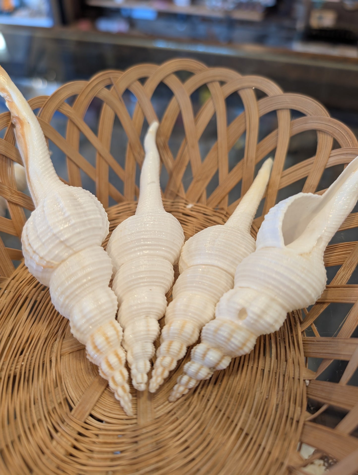 Fusus Colus White Spindle Shell