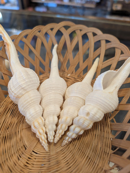 Fusus Colus White Spindle Shell