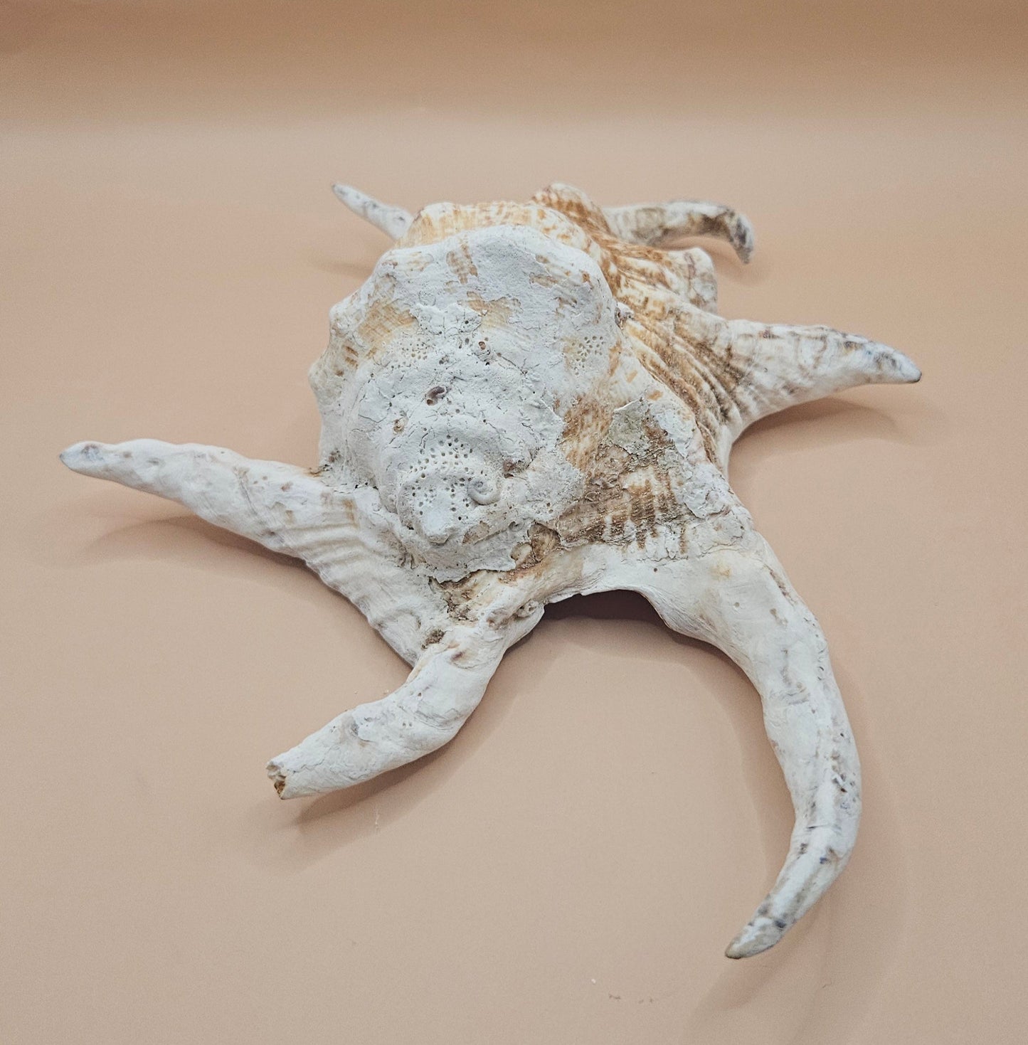 Large Chiagra Lambis  Spider Conch Shell – 9.5" Display Shell with Natural Curved Spines