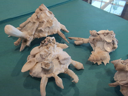 Carrier Shell (Xenophora)