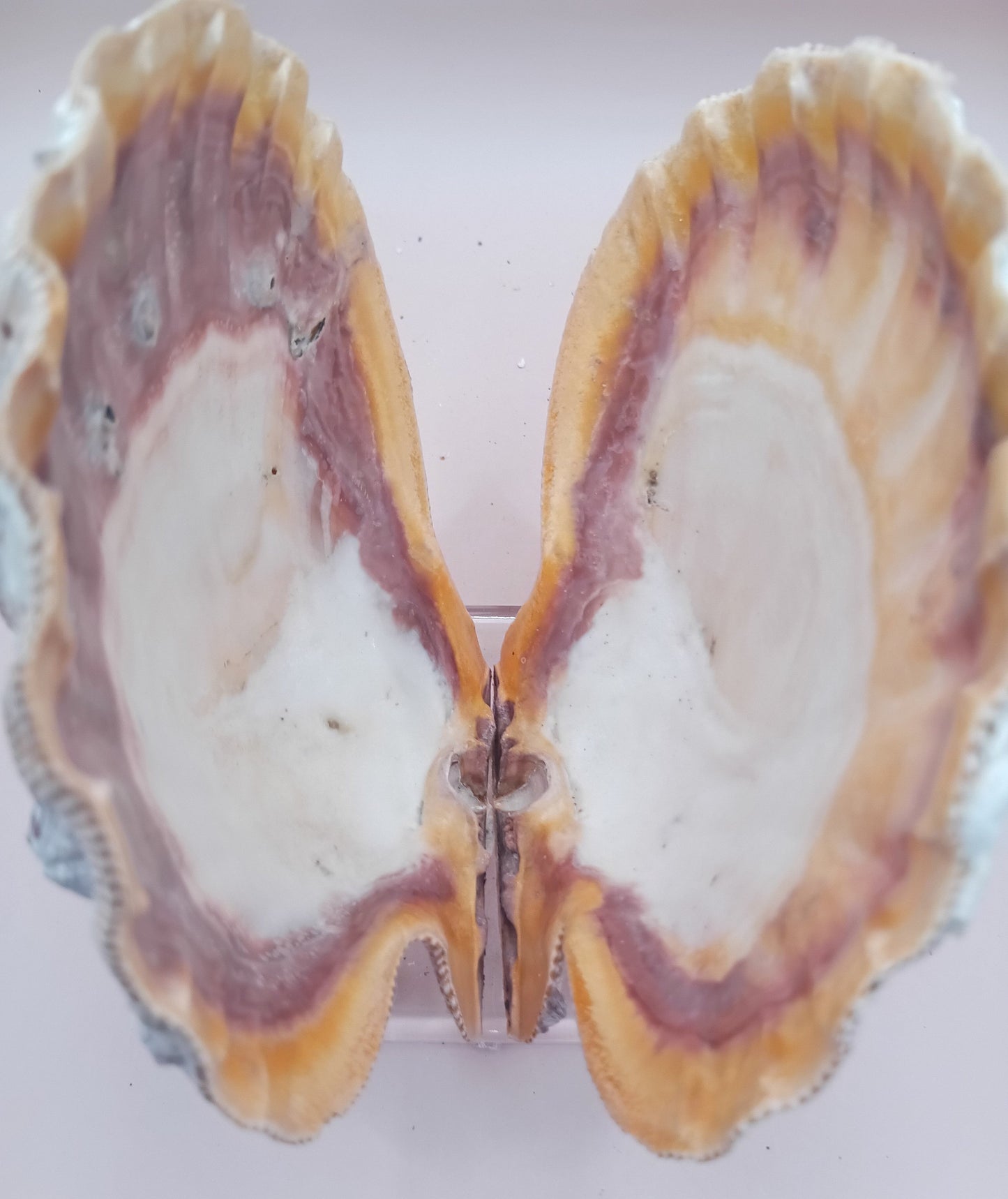 Natural Orange Lion's Paw Seashell Pair – 5.1" x 4.9" – Coastal Display Accent