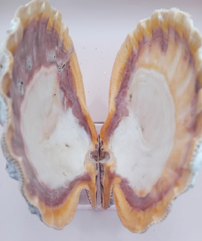 Natural Orange Lion's Paw Seashell Pair – 5.1" x 4.9" – Coastal Display Accent