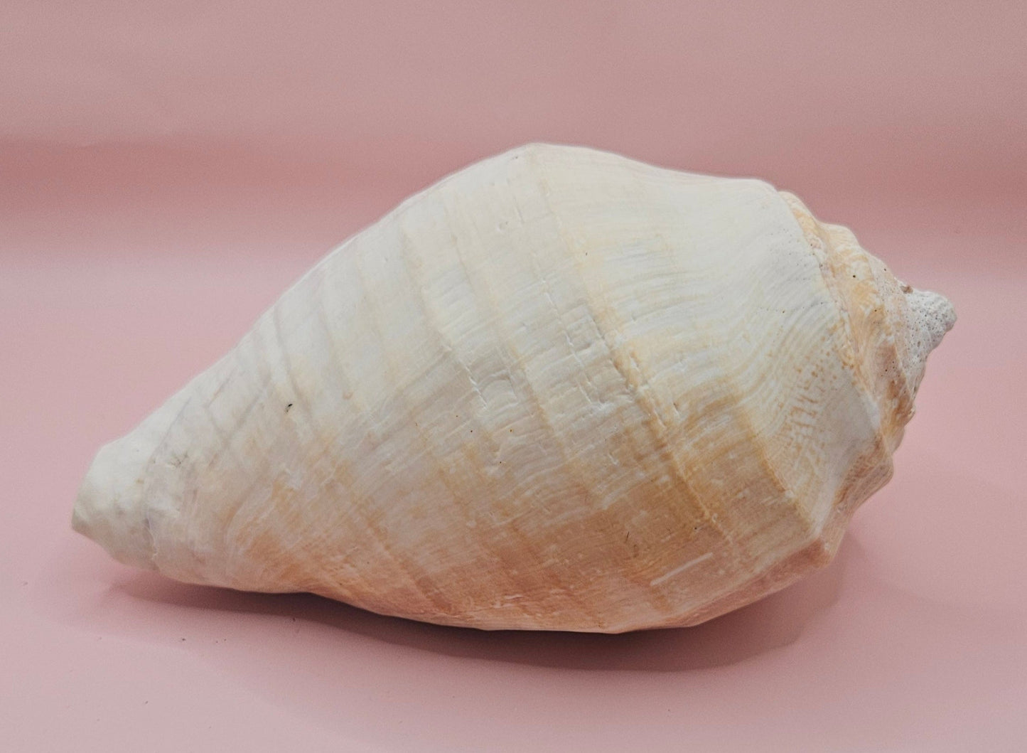 Titanostrombus Galeatus Eastern Pacific Conch – Large White Display Shell 7.75"