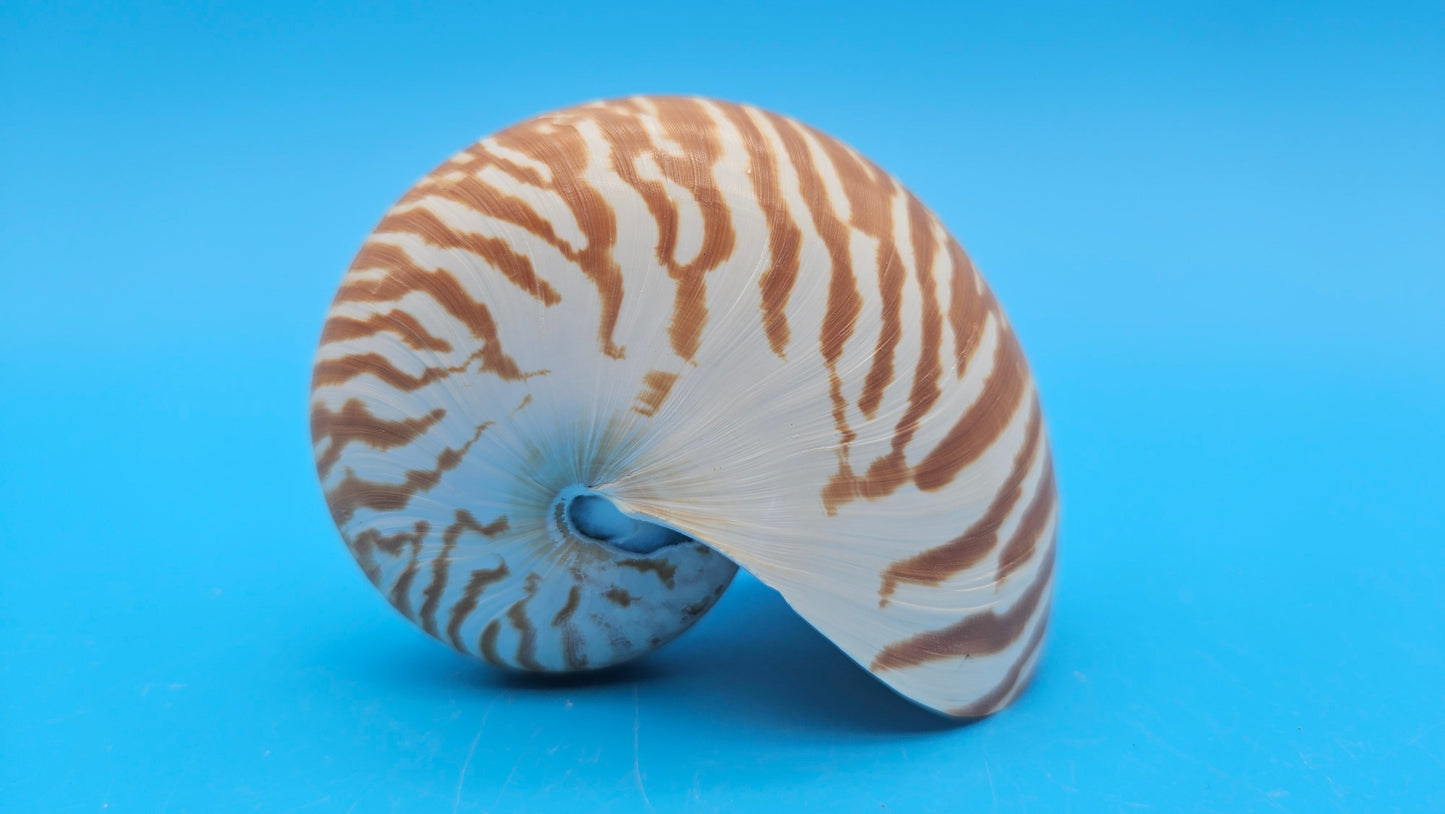 Tiger Nautilus Shell – Striking Natural Ocean Decor 3.6"