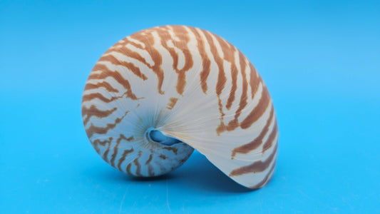 Tiger Nautilus Shell – Striking Natural Ocean Decor 3.6"