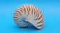 Tiger Nautilus Shell – Striking Natural Ocean Decor 3.6"