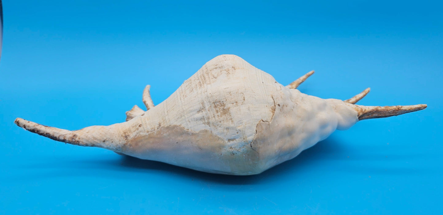 Large Perio Lambis Truncata Display Shell – Premium Coastal Home Decor Specimen (Lambis truncata)