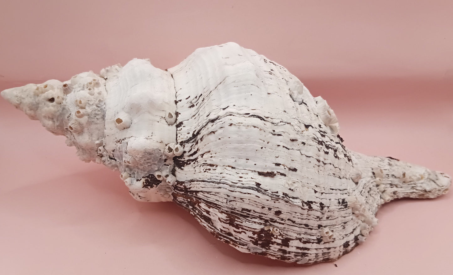 11.5" Horse Conch Shell with Barnacle Growth & Periostracum – Fasciolaria gigante