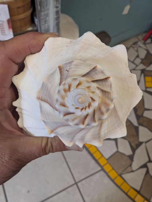 Texas State shell lightning whelk 7-9"