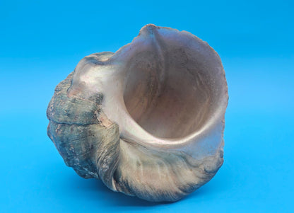 Large Raw Marmoratus Turban Shell Display - Premium Coastal Home Decor Specimen