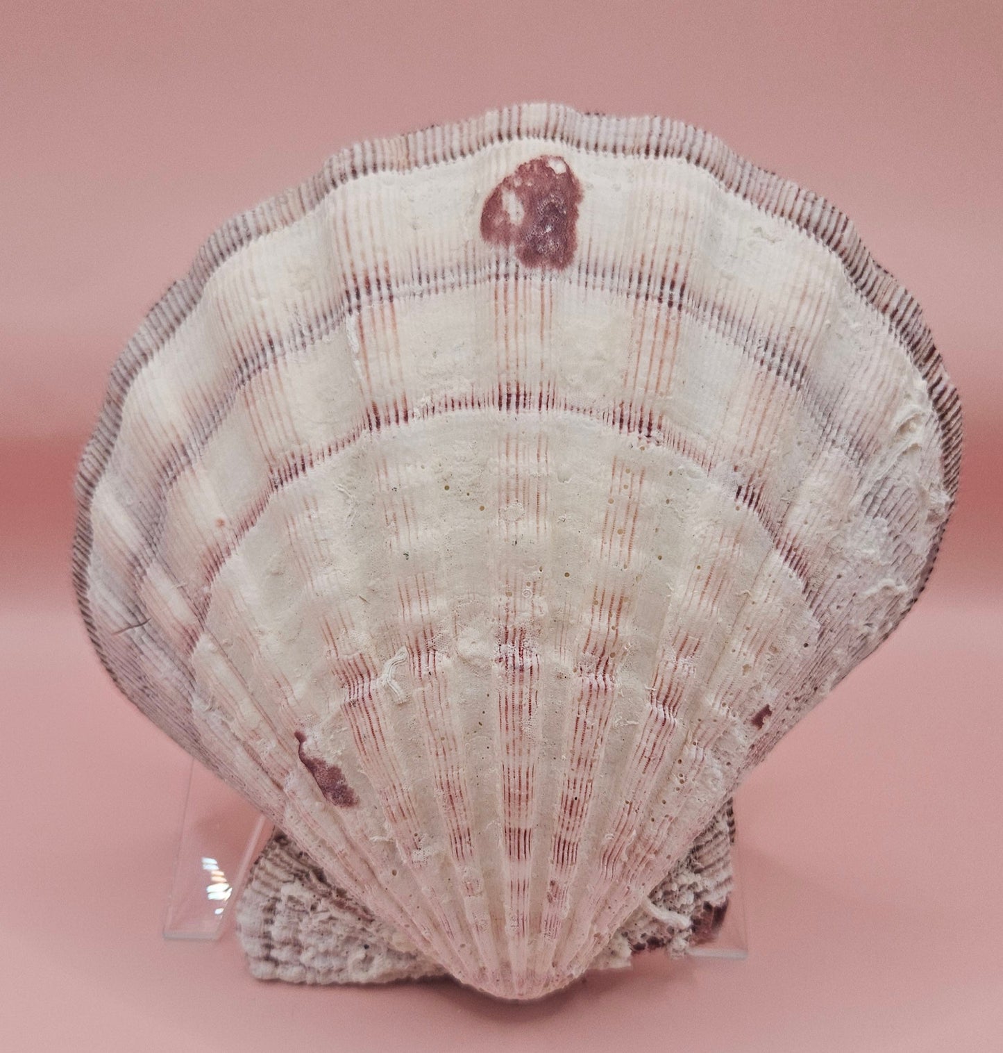 Large Lions Paw Shell Pair 5.75" Coastal Decor Display Shell