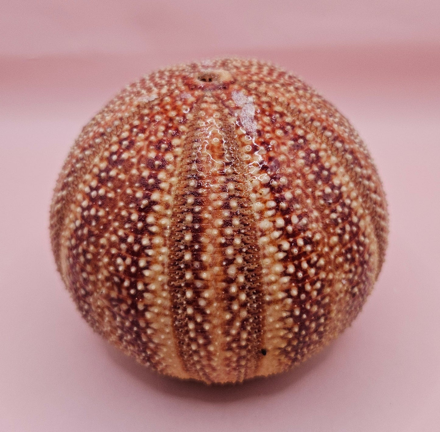 English Channel Sea Urchin Shell – Red and Cream Display Shell 4.5"