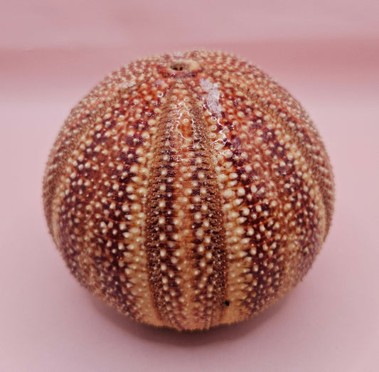 English Channel Sea Urchin Shell – Red and Cream Display Shell 4.5"