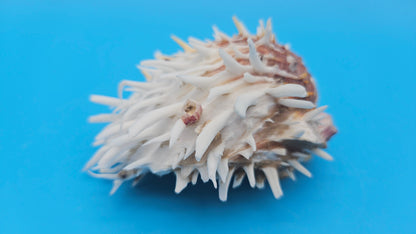 White Spiny Spondylus Shell Pair 3.8" – Hinged Coastal Display Shell with Orange Accents