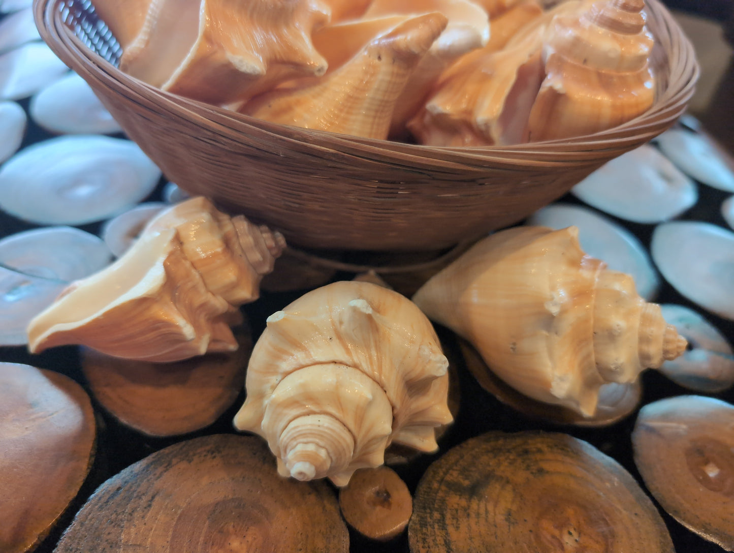 Vole Conch Shells Pugilina Cochlidium