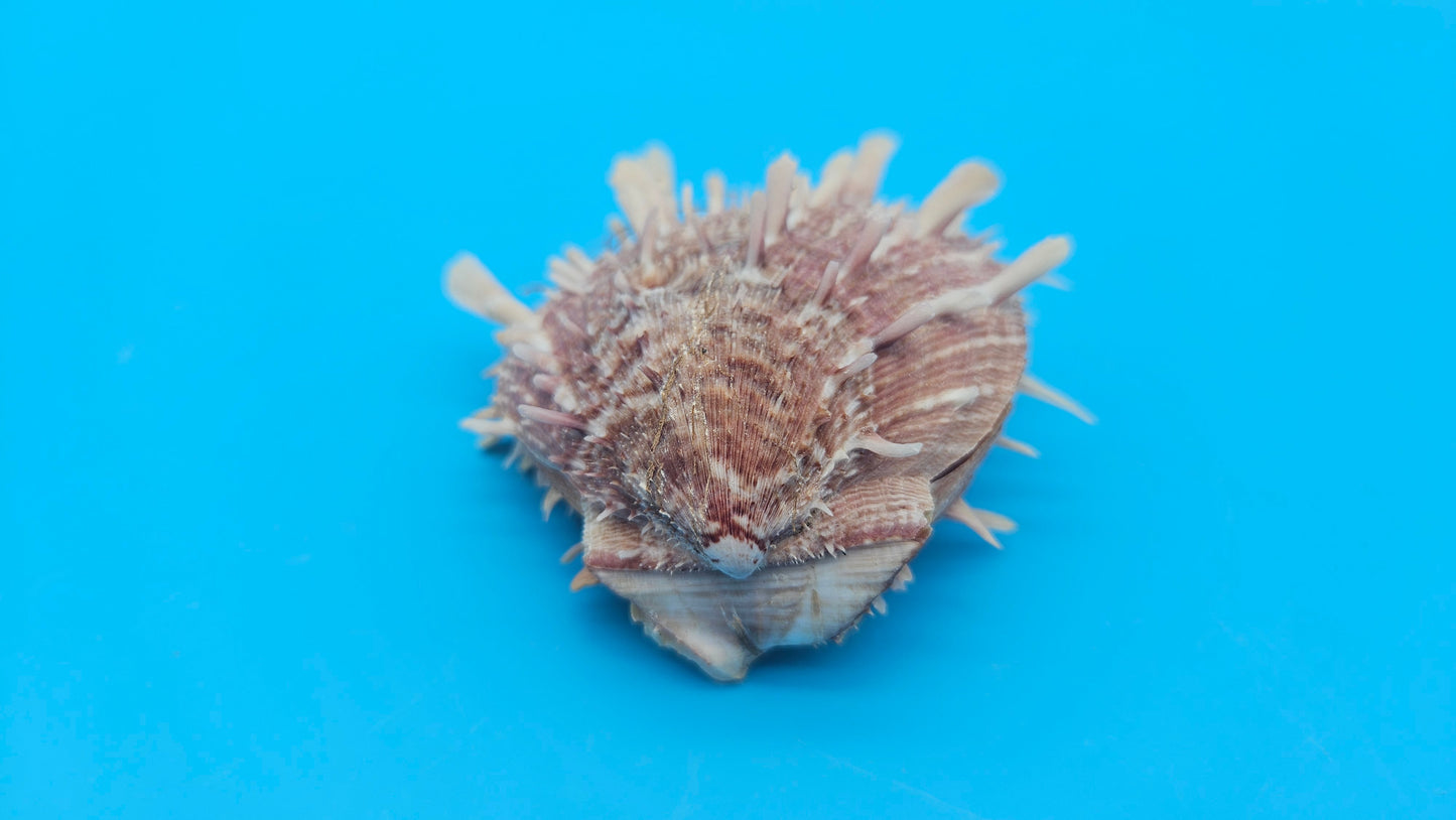 Spiny Spondylus Display Shell Pair 3" – Natural Coastal Décor with Texture