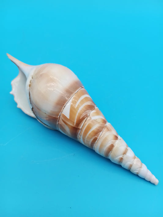 Carved Tibia Shell with Palm Tree Scene – 5.3"