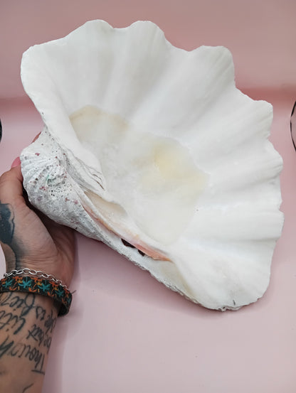 Giant Clam Shell Half – 11.7" x 5.1" x 9" – Coastal Statement Display