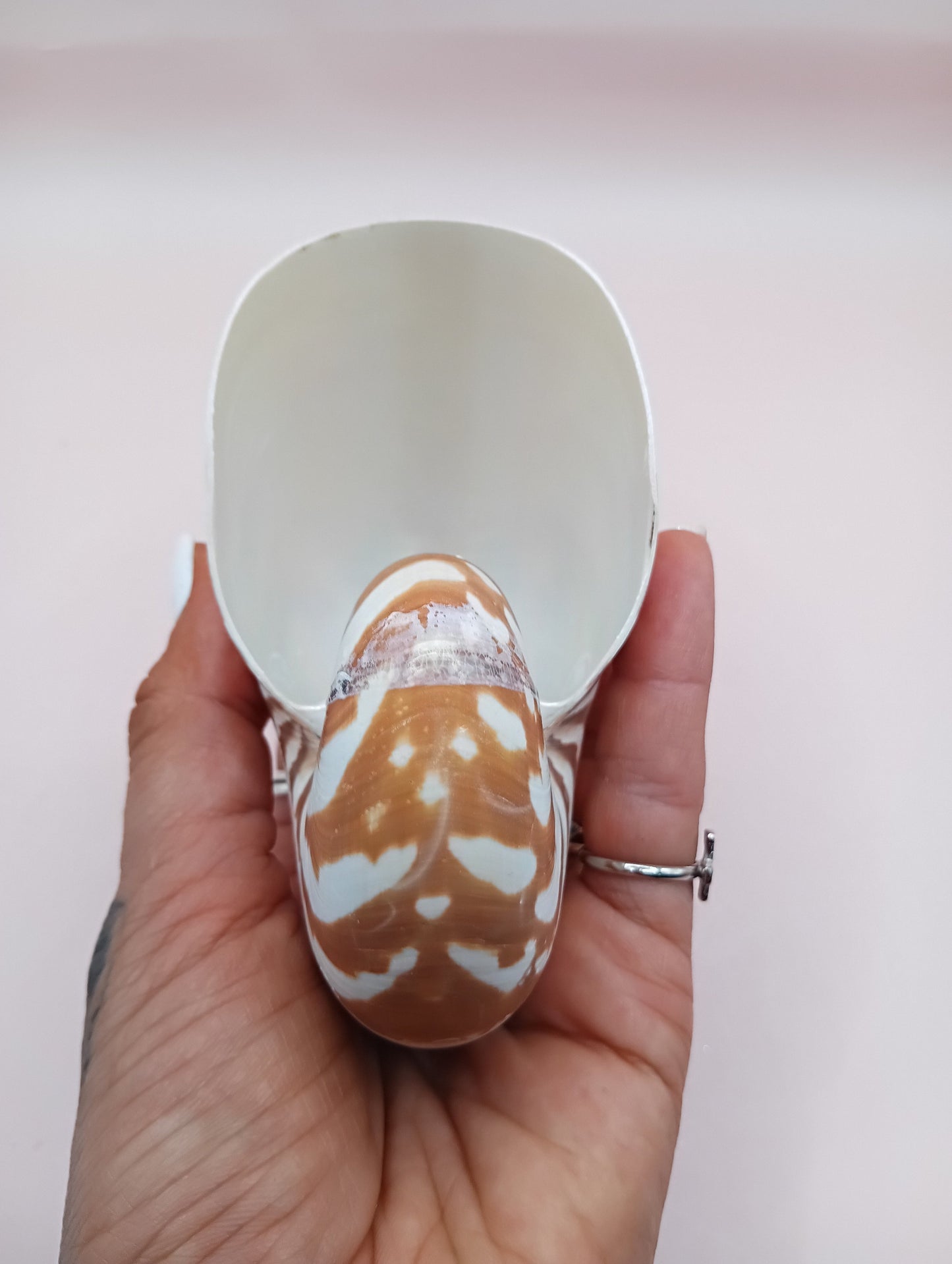 Tiger Nautilus Shell – Striking Natural Ocean Decor 4"