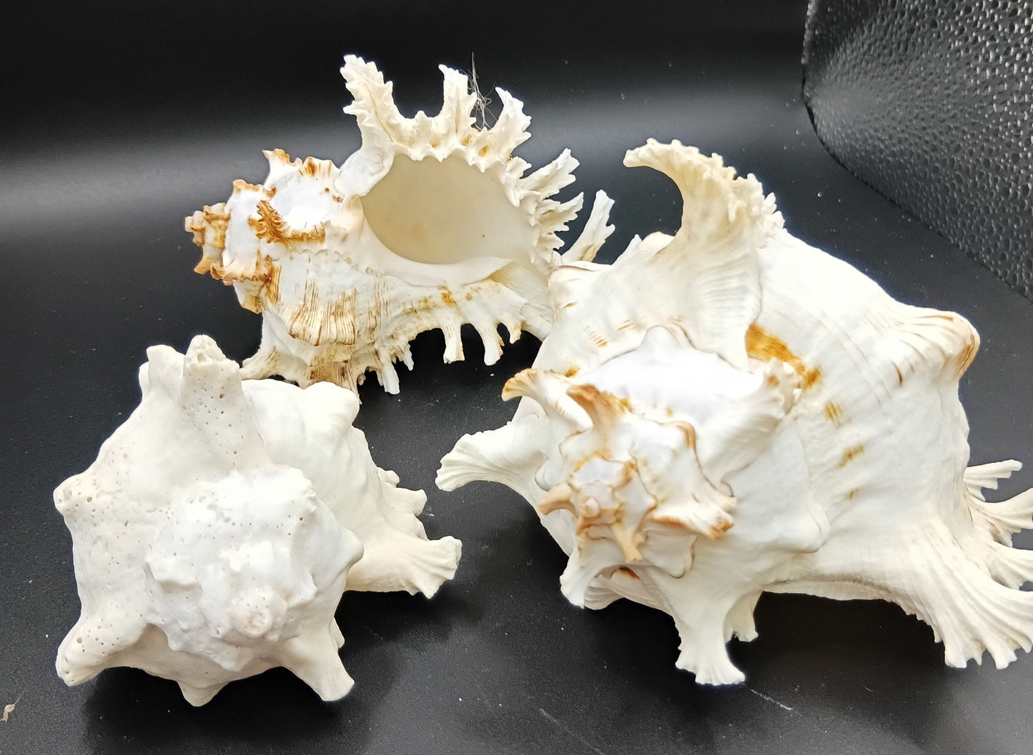 Murex Ramosus Shell