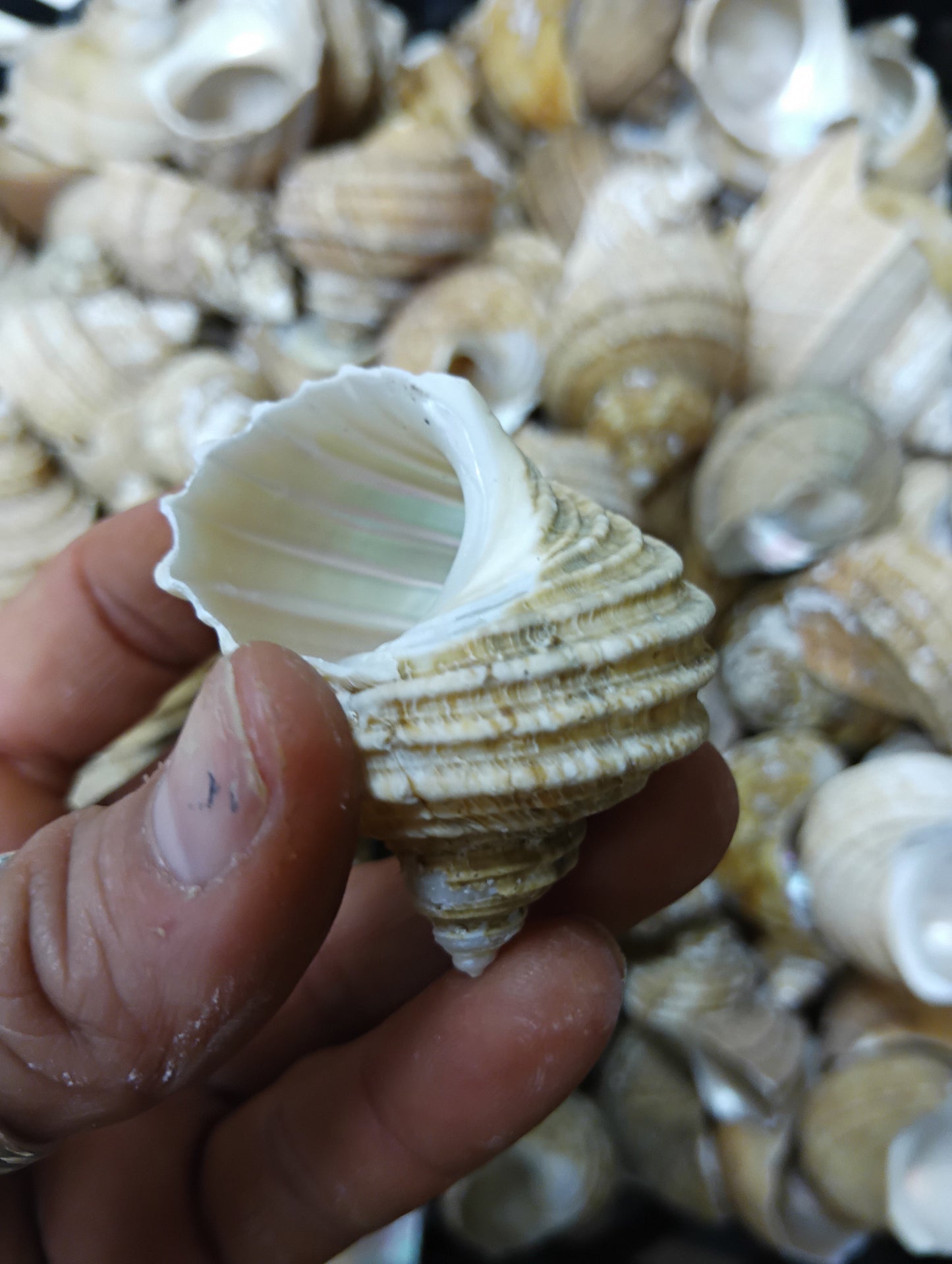 Natural Ribbed Turbo Shell