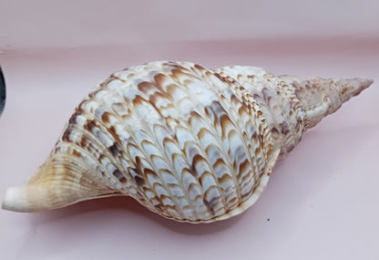 Pacific Triton Shell – 11" x 4.5" x 6.5" – Coastal Nautical Accent