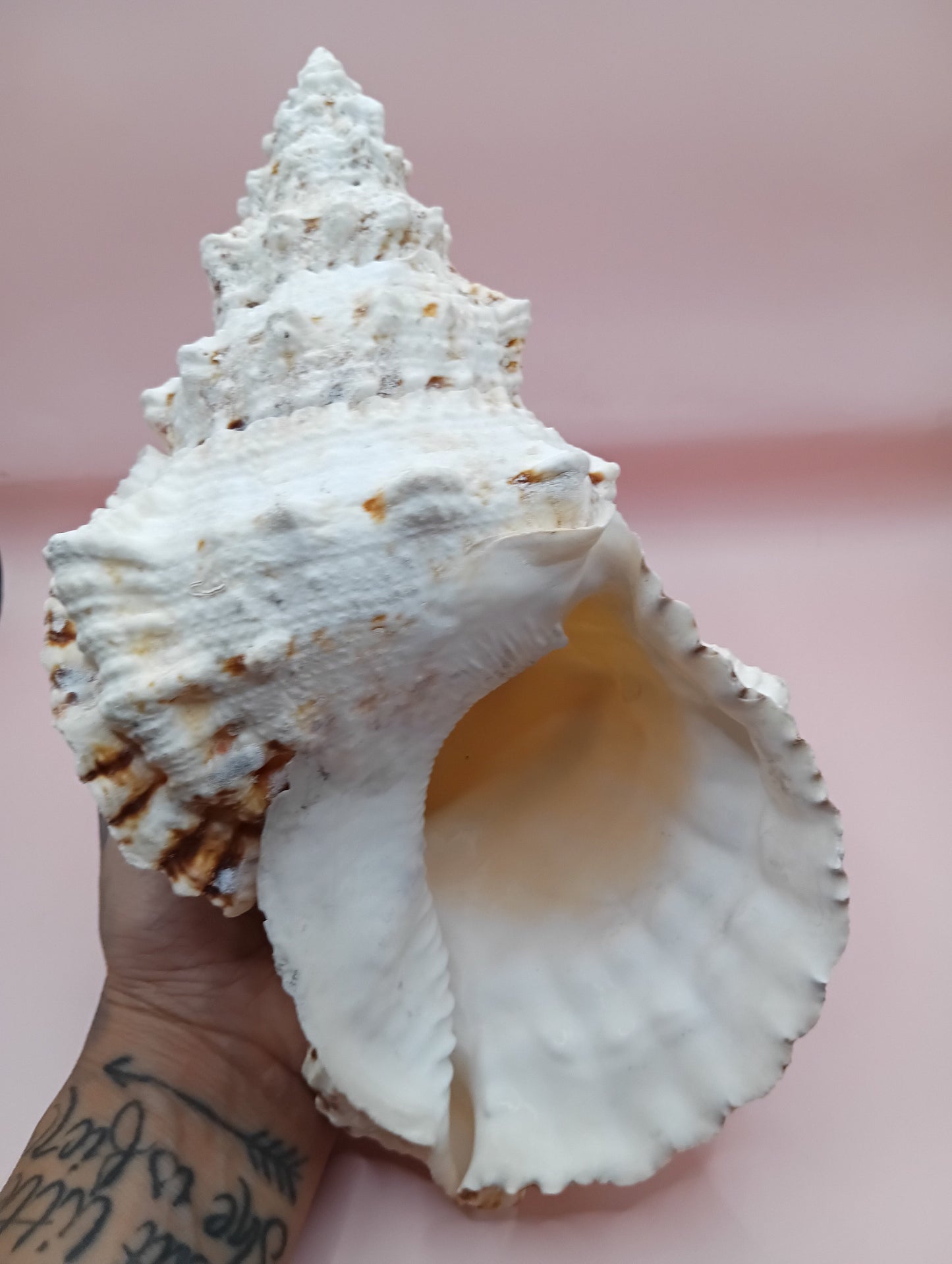 Large Frog Conch Shell 9.75 Bursa Bulba Tutufa bubo