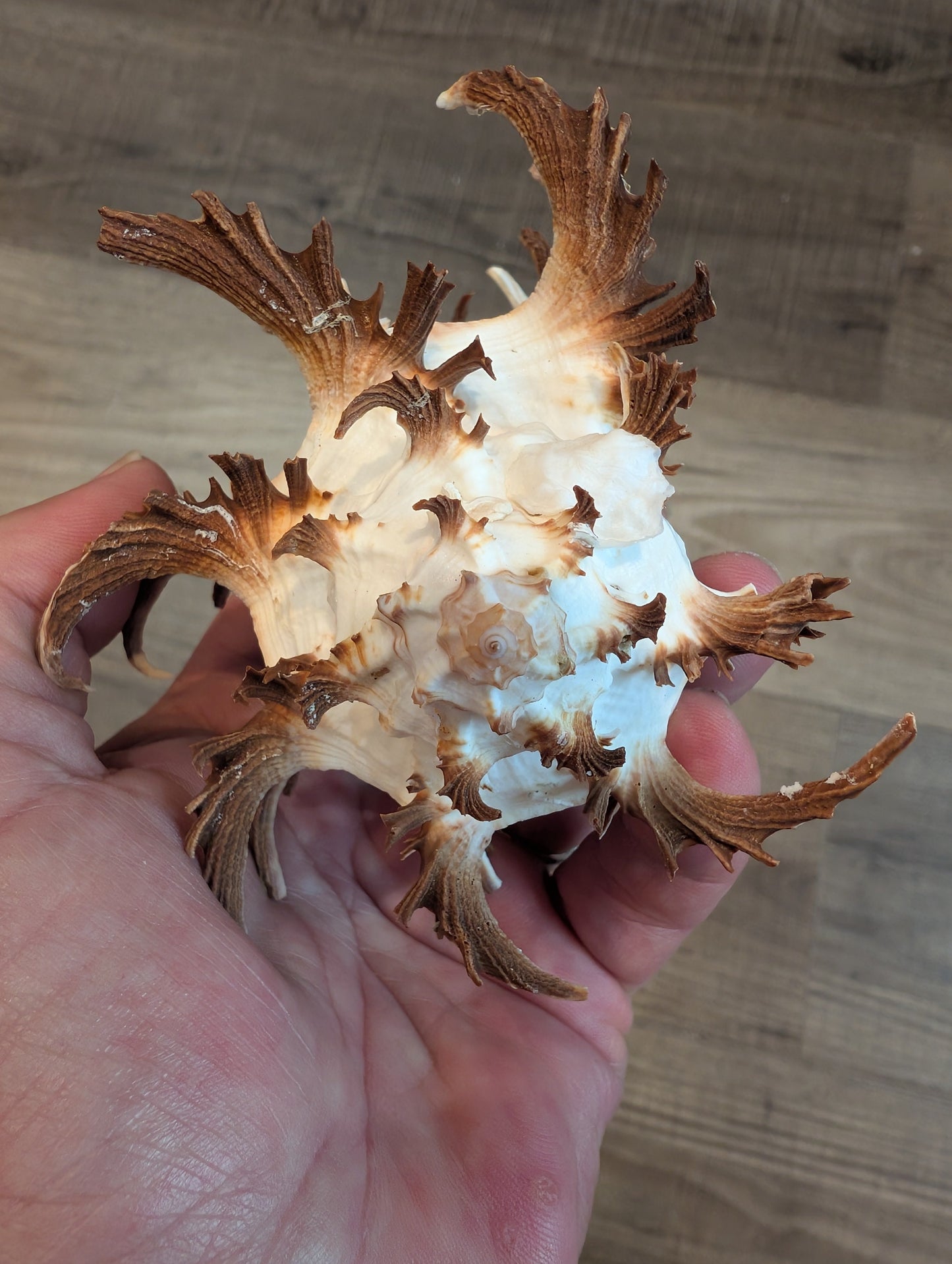 Black Murex Endive Long Spines - Murex endivia