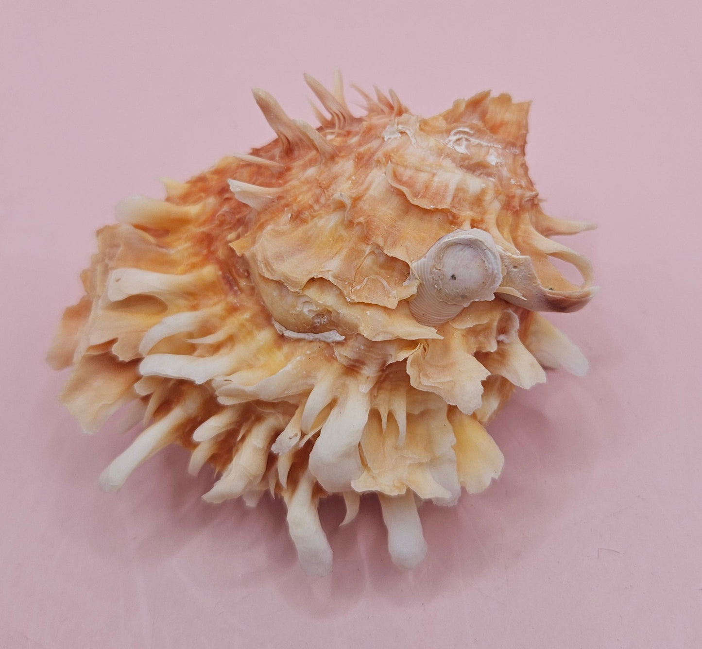 Hinged Spondylus Shell – 3" Bivalve Display with Spiny Texture