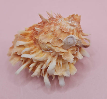 Hinged Spondylus Shell – 3" Bivalve Display with Spiny Texture