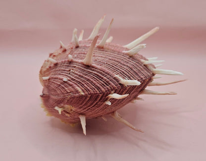 Spiny Spondylus Regius Display Shell | Mauve Pink Thorny Oyster Shell Decor