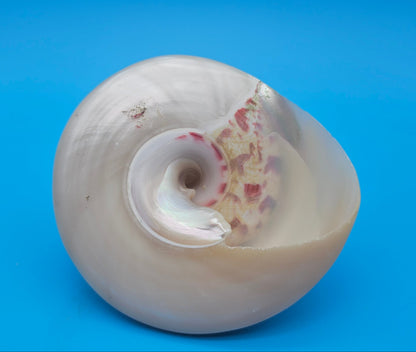 Pearled Trochus Niloticus Shell 4.2" Polished Spiral Display Shell with Iridescent Finish