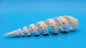 Spiral Cut Marlin Spike Display Shell (Terebra maculata) 6.2" – Premium Coastal Decor Specimen